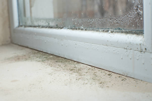 Best Mold Damage Restoration  in Shrewsbury, PA